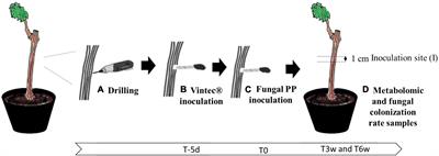 Modification of Early Response of Vitis vinifera to Pathogens Relating to Esca Disease and Biocontrol Agent Vintec® Revealed By Untargeted Metabolomics on Woody Tissues